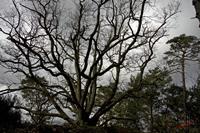 Cjp_2010_03_31_085916 (1).jpg